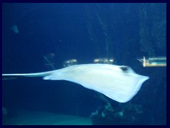 L'Oceanogràfic Oceanarium 030